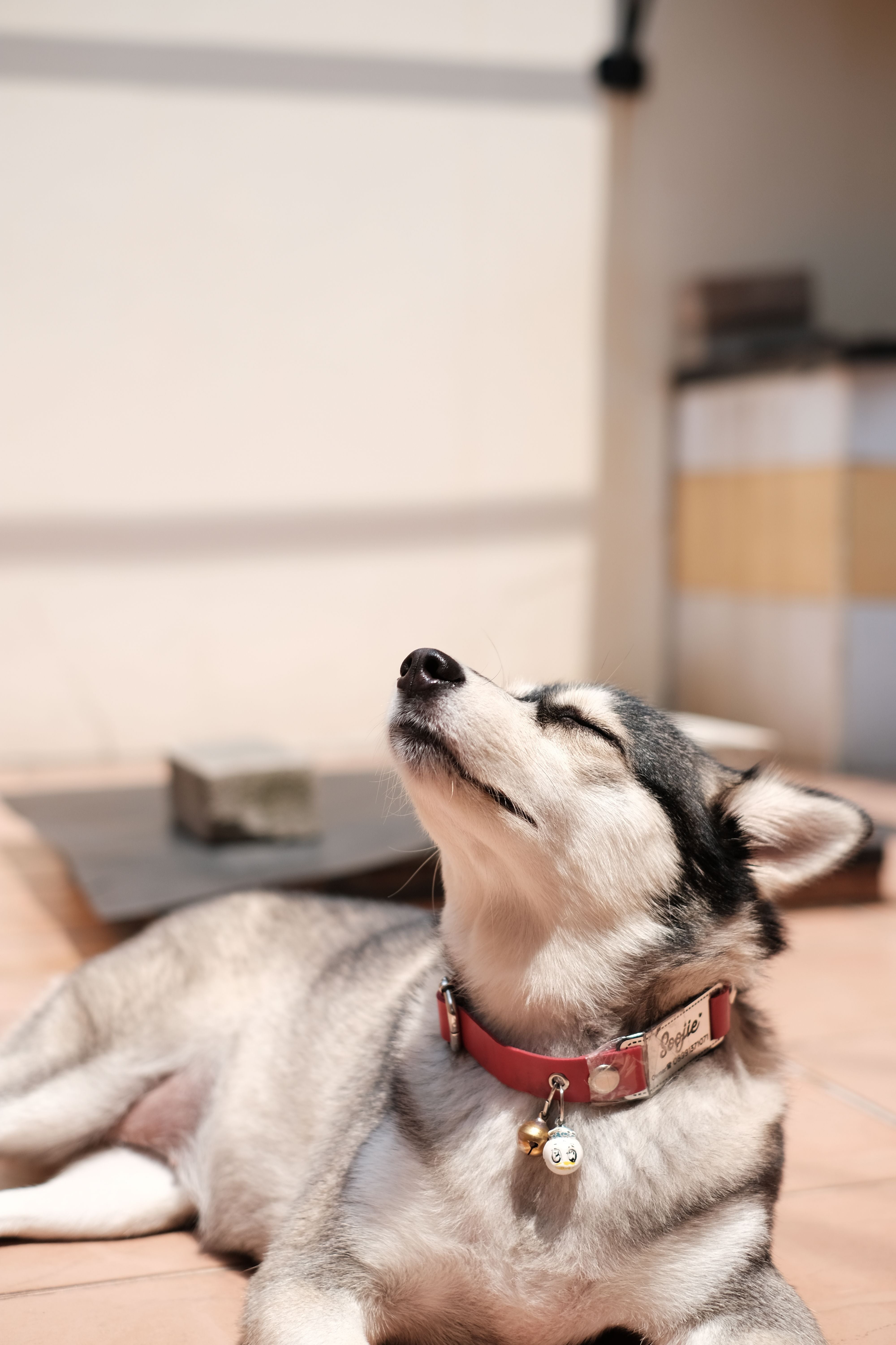 PET COLLAR