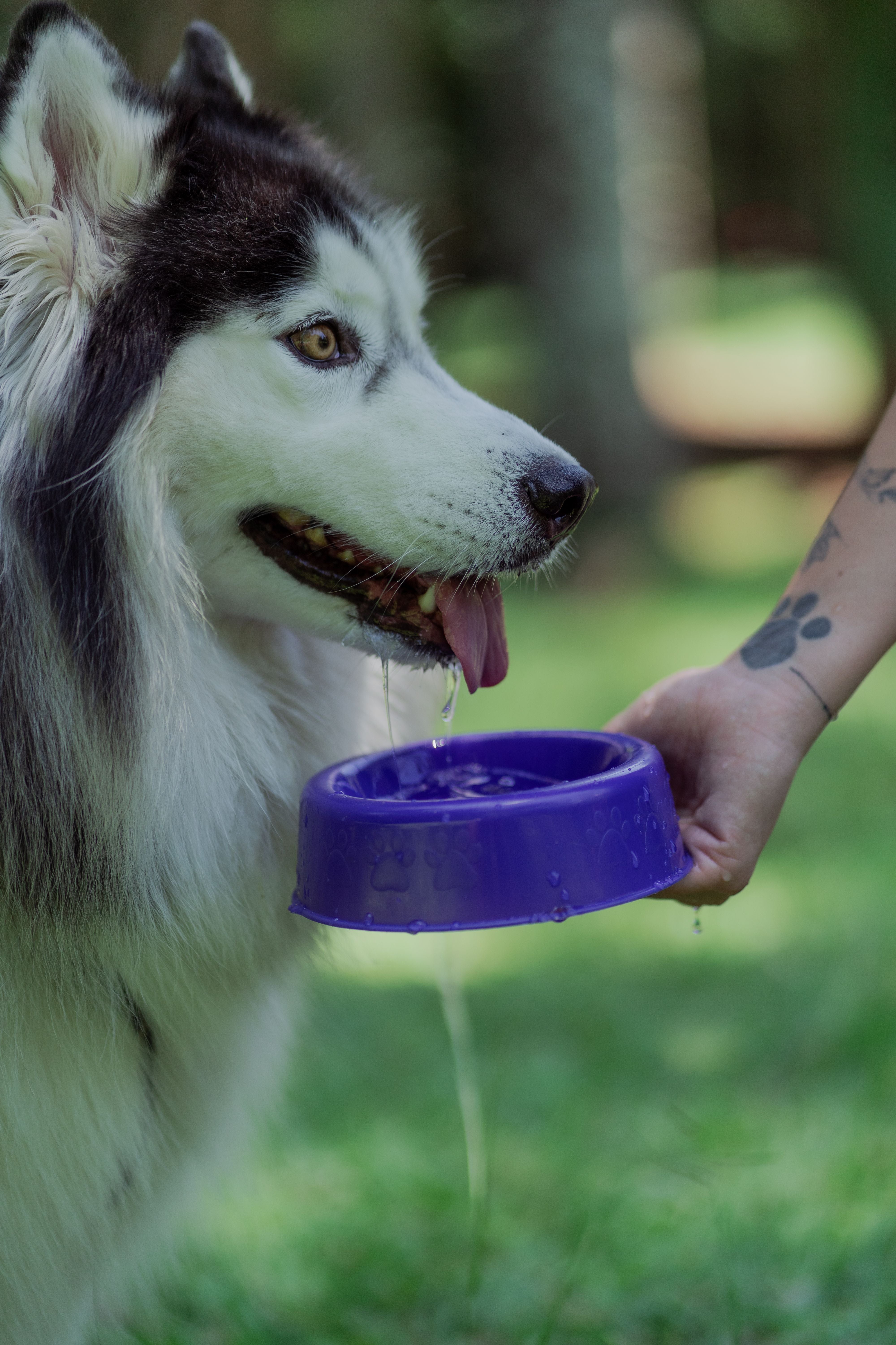 PET WATER DISPENSER